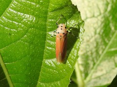 Bothrogonia ferruginea
