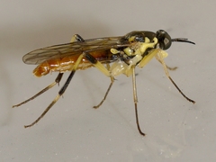 Xylomya tenthredinoides