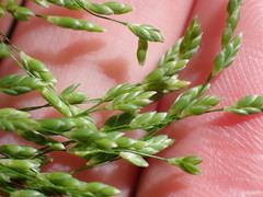 Glyceria elata