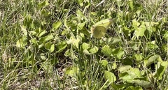 Colias philodice