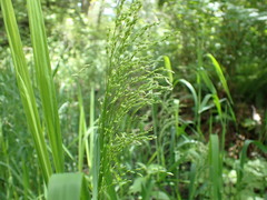 Glyceria elata