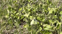 Colias philodice