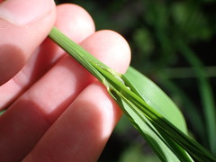 Glyceria elata