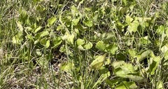 Colias philodice