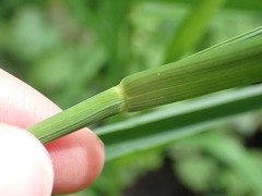Glyceria elata