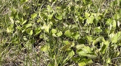 Colias philodice