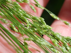 Glyceria elata