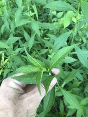 Rudbeckia terranigrae