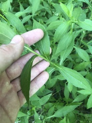Rudbeckia terranigrae