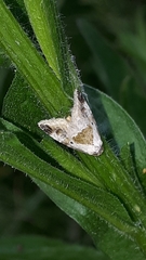 Maliattha synochitis