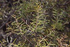 Acacia colletioides