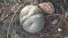 Mammillaria parkinsonii