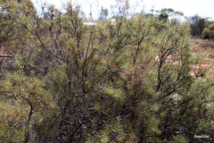 Acacia colletioides