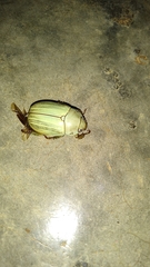 Pelidnota prasina