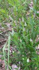 Polygala senega