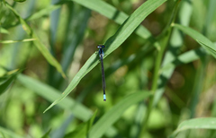 Enallagma geminatum