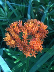 Asclepias tuberosa interior