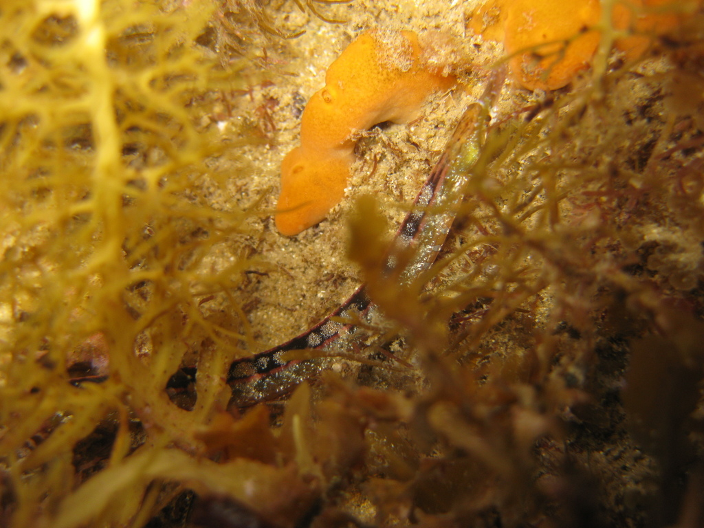 Verco's Pipefish