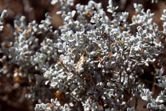 Cratystylis conocephala