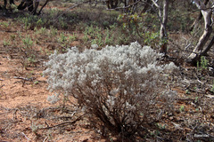 Cratystylis conocephala