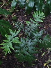 Pteris incompleta