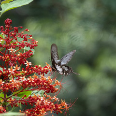 Pachliopta pandiyana
