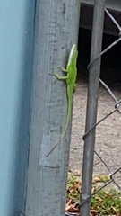 Anolis carolinensis