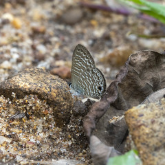 Nacaduba sinhala
