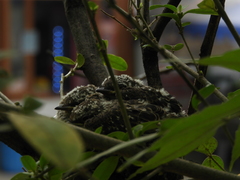 Pyrocephalus rubinus