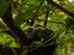 Pyrocephalus rubinus