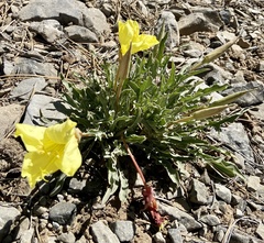 Oenothera howardii