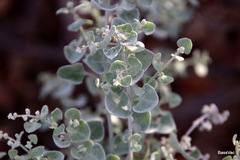 Chenopodium curvispicatum