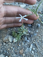 Phlox stansburyi