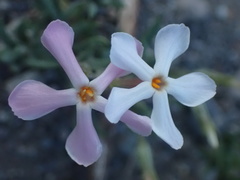 Phlox stansburyi