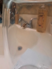 Plexippoides flavescens