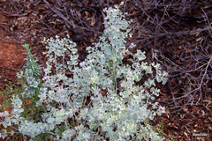 Chenopodium curvispicatum