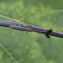 Eucomatocera vittata
