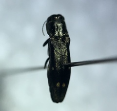 Agrilus obsoletoguttatus