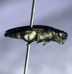 Agrilus obsoletoguttatus