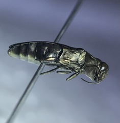 Agrilus obsoletoguttatus