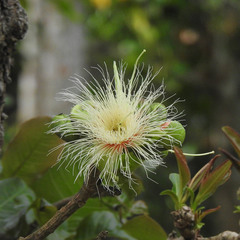Careya arborea