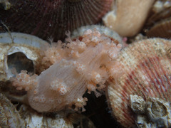 Gersemia rubiformis