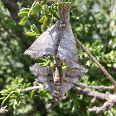 Olceclostera seraphica