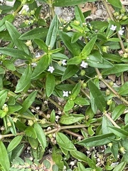 Oldenlandia corymbosa