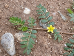 Tribulus terrestris