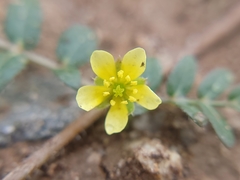 Tribulus terrestris