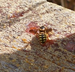Dianthidium