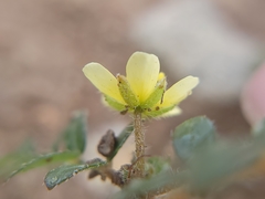 Tribulus terrestris