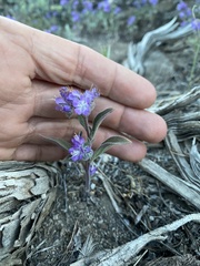 Phacelia humilis