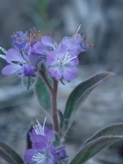 Phacelia humilis